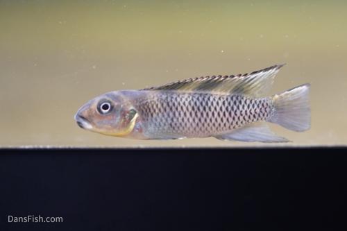 Nanochromis transvestitus