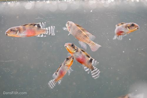 Nanochromis transvestitus