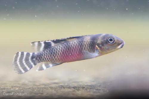 Nanochromis transvestitus
