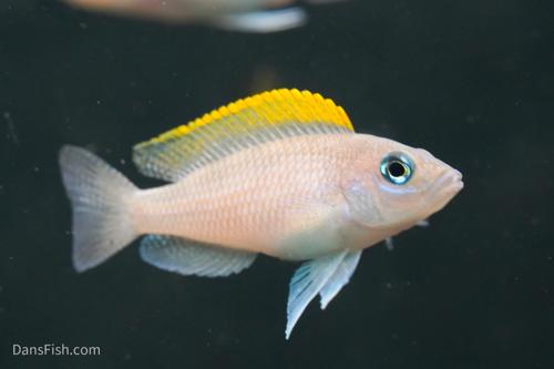 Neolamprologus caudopunctatus 'Kapama DRC' F2