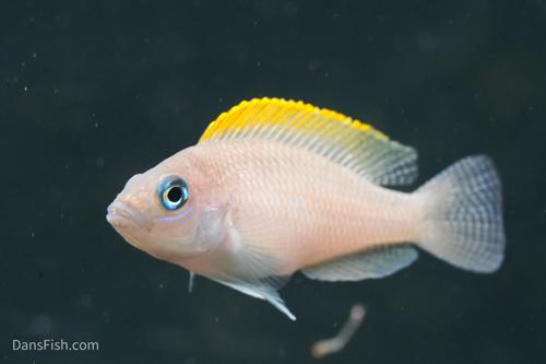 Neolamprologus caudopunctatus 'Kapama DRC' F2
