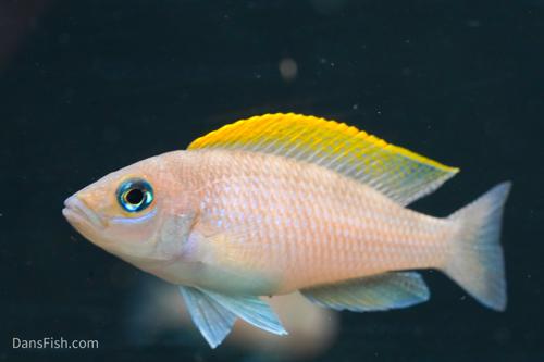 Neolamprologus caudopunctatus 'Kapama DRC' F2 Neolamprologus caudopunctatus 'Kapama DRC' F2