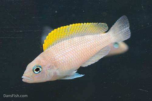 Neolamprologus caudopunctatus 'Kapama DRC' F2