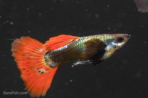 Neon Redtail Guppy, Pair (1M1F)