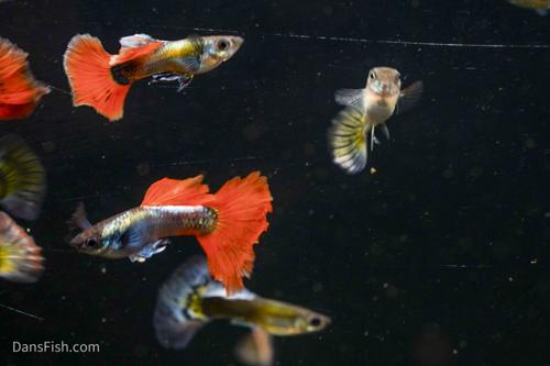 Neon Redtail Guppy, Pair (1M1F)