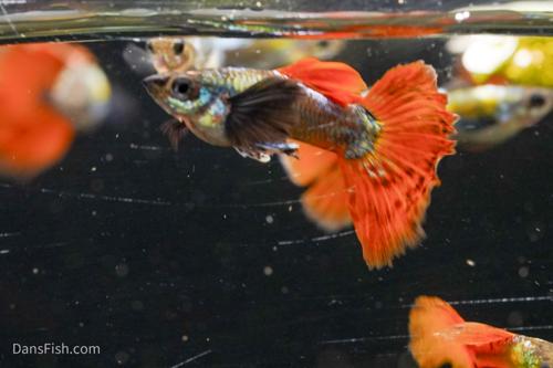 Neon Redtail Guppy, Pair (1M1F)
