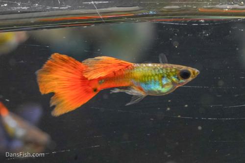 Neon Redtail Guppy, Pair (1M1F)