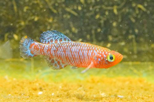 Nothobranchius rachovii, Breeding Group (1M9F)