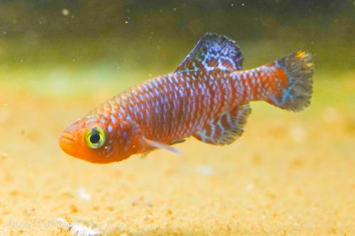 Nothobranchius rachovii, Breeding Group (1M9F)