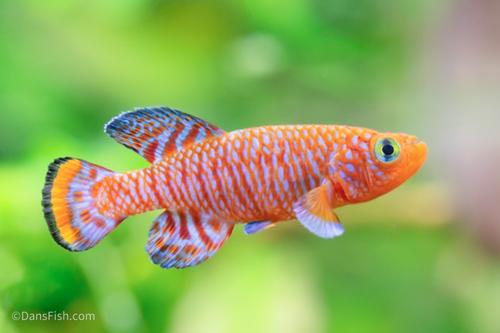 Nothobranchius rachovii, Pair (1M1F)