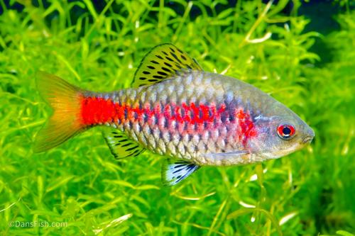 Odessa Barb, Breeding Group (1M5F)