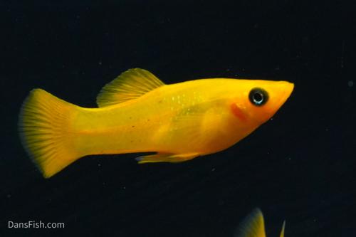 Livebearers