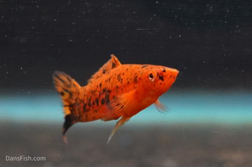 Painted Swordtail Painted Swordtail