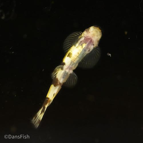 Panda Loach