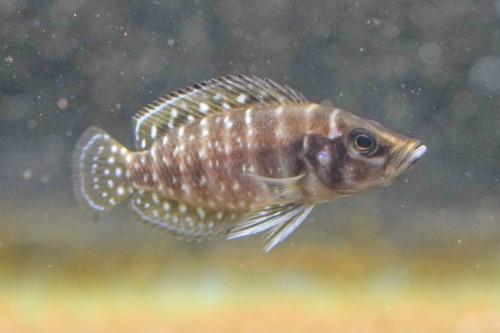 Pearl Calvus Cichlid