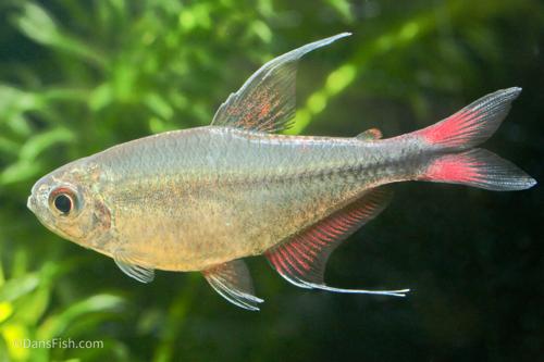 Phoenix Tetra