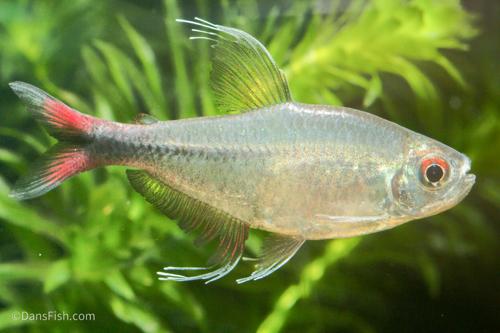 Phoenix Tetra
