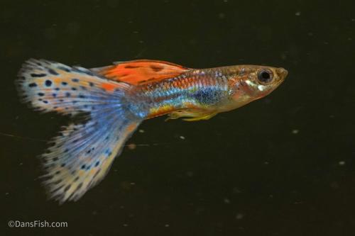 Pink Grass Guppy, Female