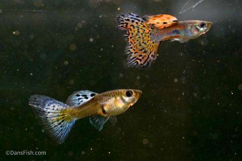 Pink Grass Guppy, Female