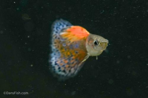 Pink Grass Guppy, Female
