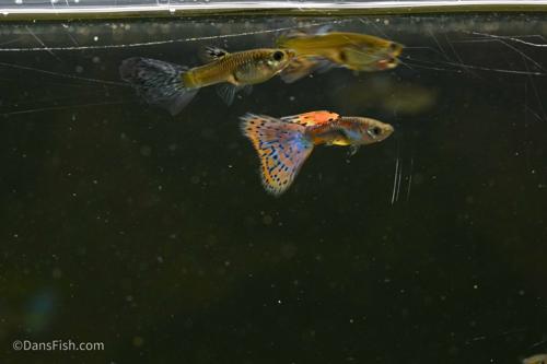 Pink Grass Guppy, Female