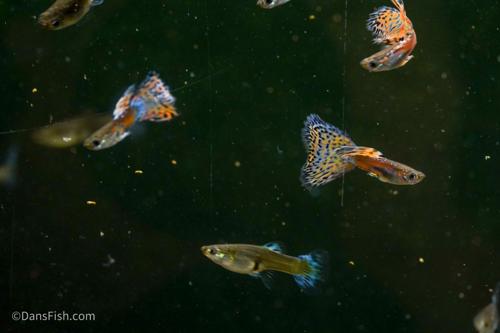Pink Grass Guppy, Female