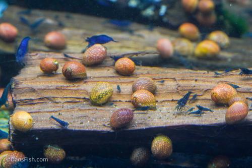 Pink Lady Nerite Snail, (3 pack)