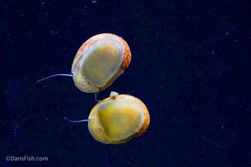 Pink Lady Nerite Snail, (3 pack)