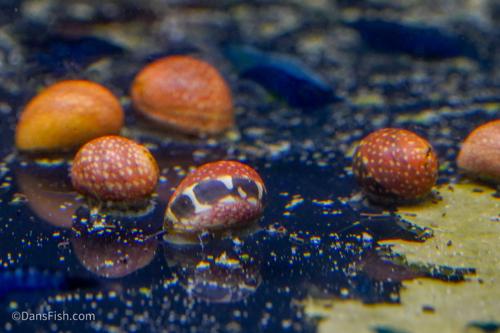 Pink Lady Nerite Snail, (3 pack)