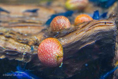 Pink Lady Nerite Snail, (3 pack)