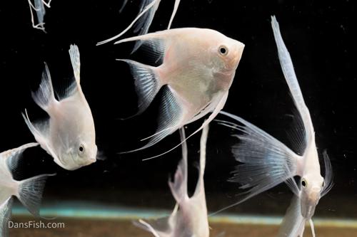 Platinum Angelfish