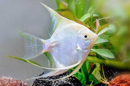Cichlids Dan s Fish