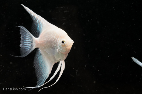 Platinum Angelfish