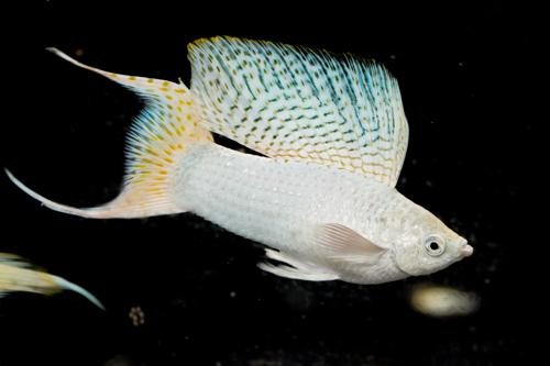 thumbnail interactive-video image 1 of Platinum White Lyretail Molly Trio – 1 Male + 2 Females – USA Bred 1 of 5