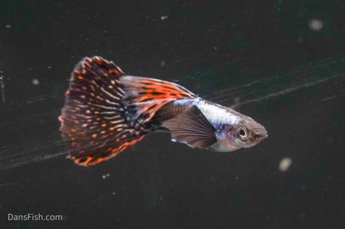 Livebearers