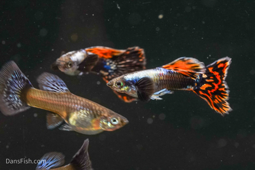 Platinum Red Mosaic Guppy, Pair (1M1F)