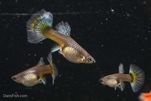 Platinum Redtail Dumbo Ear Guppy, Pair (1M1F)