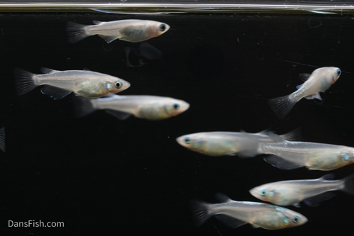 Platinum Ricefish