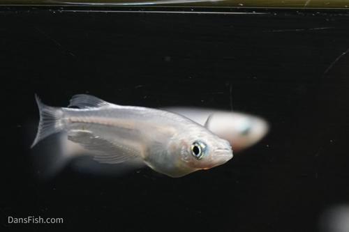 Platinum Ricefish