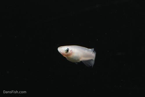 Platinum Ricefish