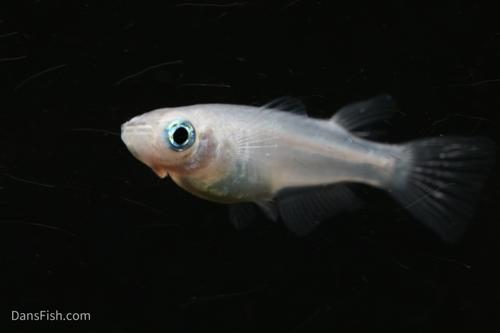 Platinum Ricefish