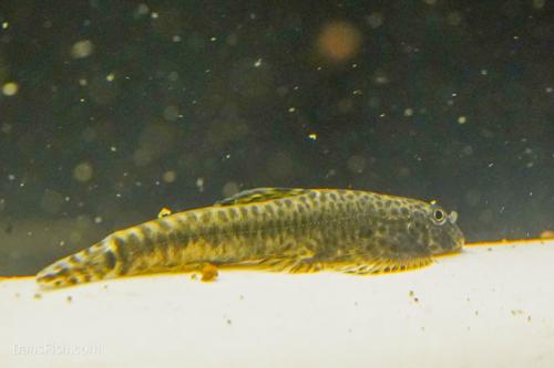 Pseudogastromyzon fangi