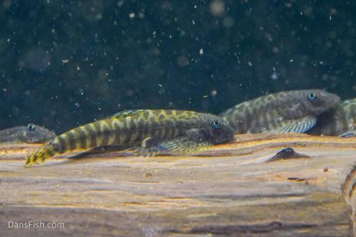 Pseudogastromyzon fasciatus