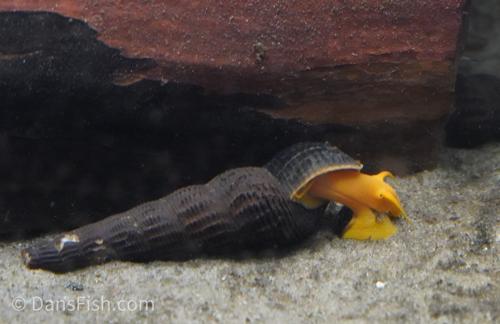 Rabbit Snail, (3 pack)