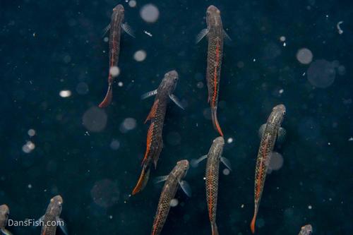 Rainbow Goby