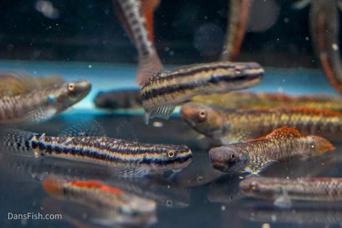 Rainbow Goby