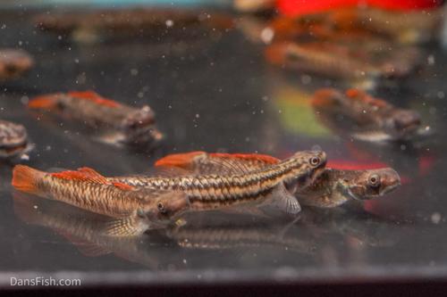 Rainbow Goby