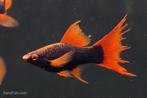 Red Alpha Swordtail