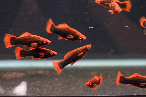 Red Alpha Swordtail