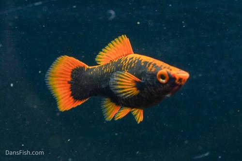 Red Alpha Swordtail